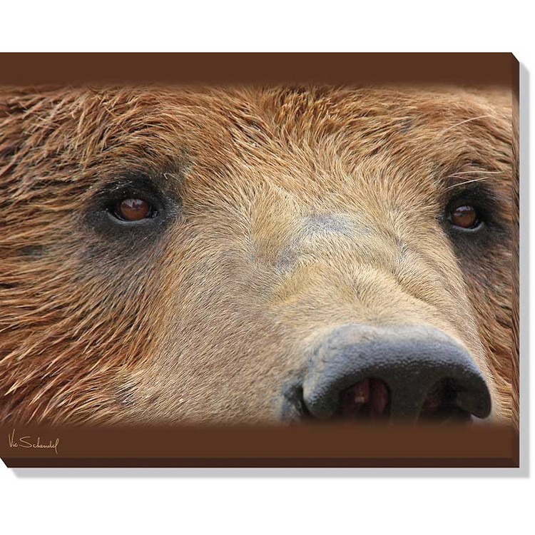 Bear Eyes Wrapped Canvas Art