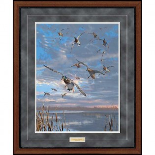 Closing Minutes Mallards Framed Print 