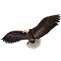 Landing Eagle Wood Wall Art