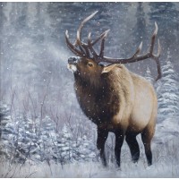 Emperor of the Woods Print Canvas Signed