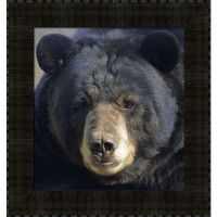 Gentle Stare Black Bear Framed Print