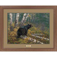 Northwoods Black Bear Framed Print