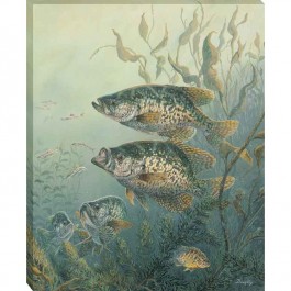 Black Crappies Wrapped Canvas