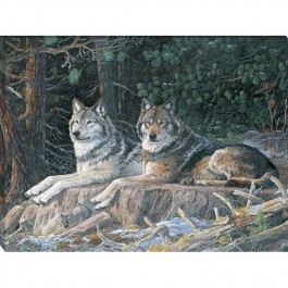 Leaders of the Pack - Wolf Wrapped Canvas