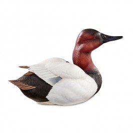 Alert Canvasback Duck Decoy