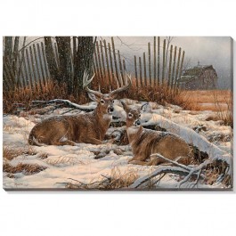 Windbreak Refuge â€“ Whitetail Deer Gallery Wrapped Canvas