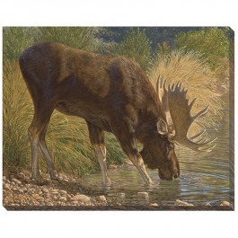 Refreshing - Moose Wrapped Canvas Art