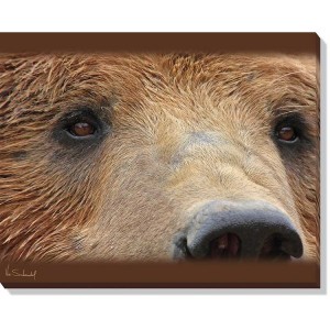 Bear Eyes Wrapped Canvas Art