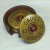 Shotgun Shell Coaster Set