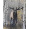 Emperor of the Woods II Print Canvas Signed